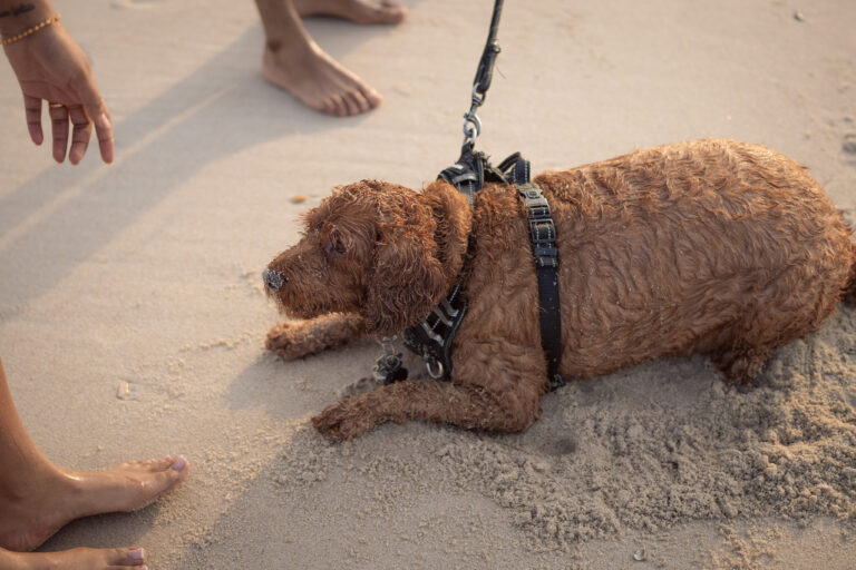 Амуниція для собак: Як правильно вибрати та використовувати для комфортних прогулянок і безпеки вашого улюбленця