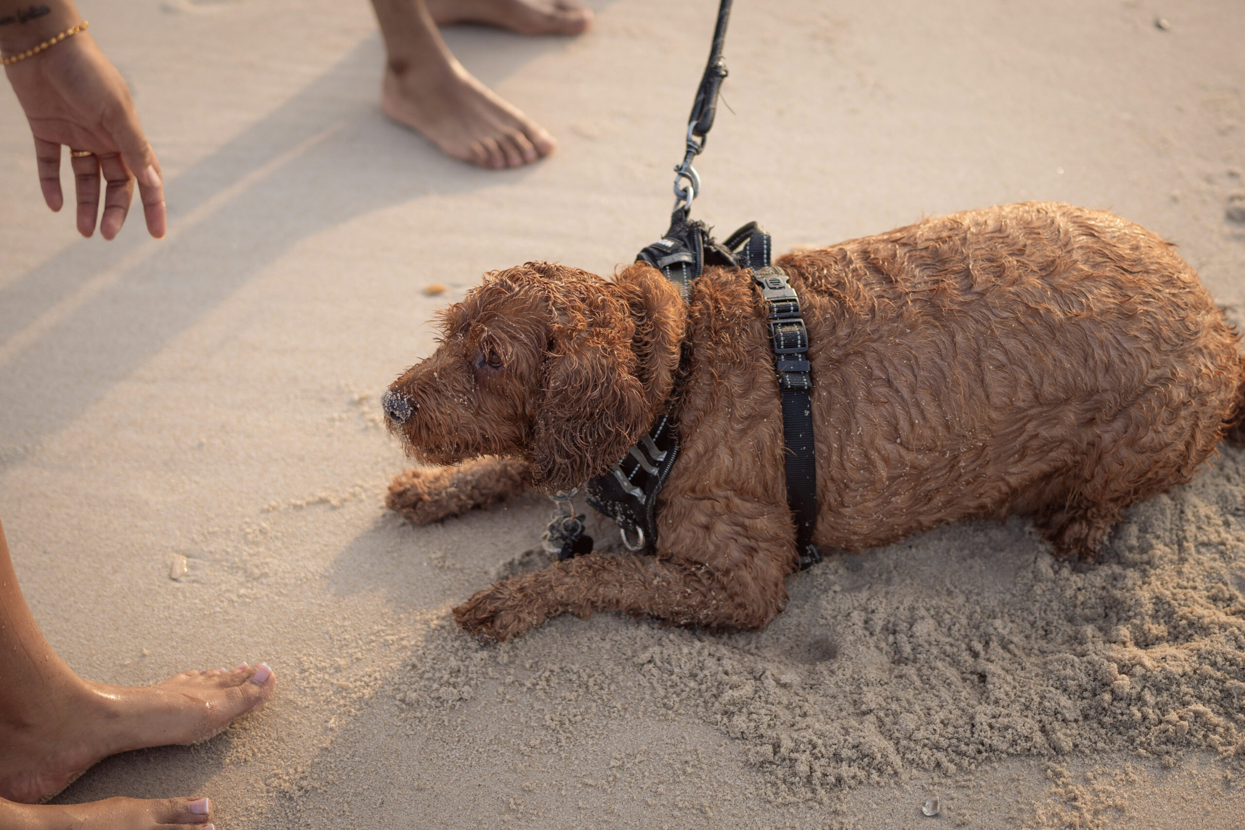 Амуниція для собак: Як правильно вибрати та використовувати для комфортних прогулянок і безпеки вашого улюбленця