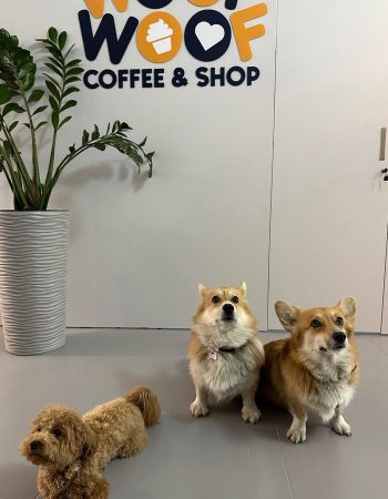 447551690_415874998083625_6798823801732714674_n