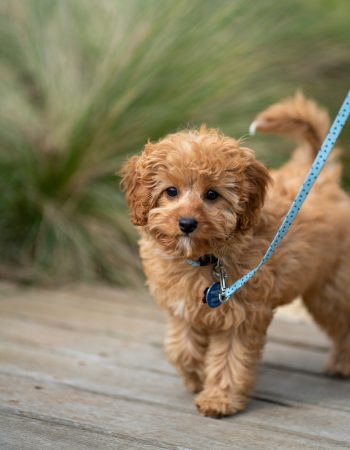 e19af01f0e37f6c6949cc61e8a16197e